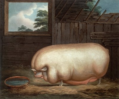Dieses bemerkenswerte Tier..., graviert von John Whessel von Benjamin Gale
